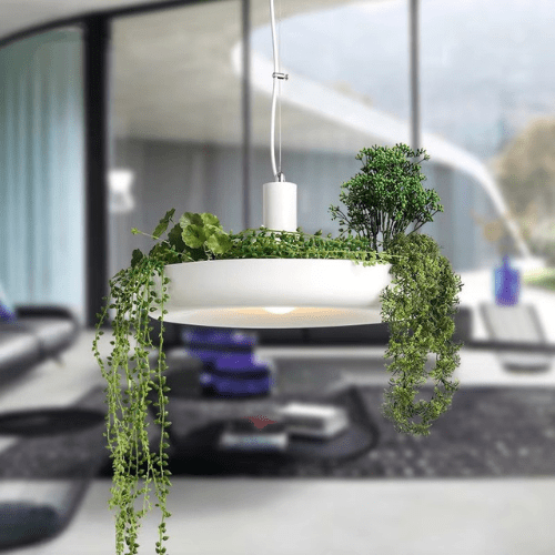 Floralux | Reyalight®